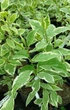 Дерен білий Елегантіссіма (Cornus alba Elegantissima) С2 - зображення 6
