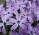 Флокс шиловидный Early Spring Lavender С2 - изображение 1