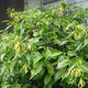 Иланг-иланговое масло Flora Secret 10 мл (5976-48716) - изображение 2