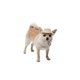 Панама Pet Fashion Gold для собак XS - изображение 2