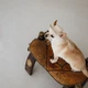 Панама Pet Fashion Gold для собак XS - изображение 3