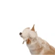 Панама Pet Fashion Gold для собак XS - изображение 6