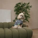 Футболка Pet Fashion Breeze для собак XХS - изображение 3