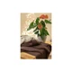 Плед Прованс SOFT коси Мокко 140х180 см (4823093410459) - зображення 4