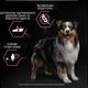 Сухой корм для взрослых собак средних пород с чувствительной кожей Purina Pro Plan Medium Adult 1+ Sensitive Skin с лососем 14 кг (7613035120464) - изображение 7