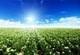 Комплексное удобрение Green NPK для роста, укоренения и урожайности 400 г - изображение 7