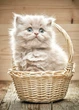 Листівка Cardsforsoul Кошеня в кошику 10,5 Х 14,8 см - изображение 1