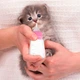 Бутылка для кормления молоком котят и щенков Taotaopets 126606 Pink с соской щетки для мытья - изображение 2