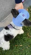 Одежда Hat-Dog Панама из вельвета для собак, голубая M (hdp0000b::149) - изображение 5