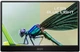 Монітор портативний 15.6" MSI Pro MP161 Full HD IPS 60 Гц - Уцінка - зображення 4