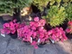 Азалія японська / рододендрон Канзонетта, Azalea japonica Canzonetta - контейнер С3 - зображення 2