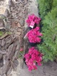Азалія японська / рододендрон Канзонетта, Azalea japonica Canzonetta - контейнер С3 - зображення 3