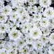 Иберис вечнозеленый сноубол. (Iberis sempervirens Snowball) Р9, Белый - изображение 1