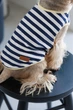 Майка Pet Fashion Tropic для собак XS2 4823082445738 - зображення 5
