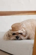 Панама Pet Fashion Print для собак XS 4823082446117 - зображення 4
