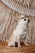 Панама Pet Fashion Gold для собак XS 4823082446063 - зображення 5