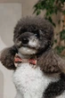 Аксесуар шийний Pet Fashion Ruta для собак XS-XS2 4823082446353 - зображення 3