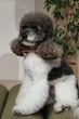 Аксесуар шийний Pet Fashion Ruta для собак XS-XS2 4823082446353 - зображення 4