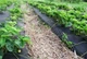 Агроволокно Growtex черное 50г/м*1.6 м *5 м - изображение 2