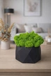 Кашпо Crystal Moss большое со стабилизированным мохом 145×90 мм - изображение 2