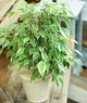 Добриво для фікуса- стимулятор росту Агровастін (концентрат) 1л. - зображення 6