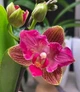 Орхідея (підліток зараз без квітів) TopDreams Phal 5043 Kitty Aroma метелик 1.7 (мох) - изображение 1