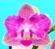 Орхідея (підліток зараз без квітів) TopDreams Phal 5043 Kitty Aroma метелик 1.7 (мох) - изображение 3