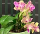 Орхідея (підліток зараз без квітів) TopDreams Phal 5020 Miki Lovely Girl (Kitty Face), квіти 5 см 1.7 (мох) - изображение 2