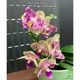 Орхідея (підліток зараз без квітів) TopDreams Phal 5020 Miki Lovely Girl (Kitty Face), квіти 5 см 1.7 (мох) - изображение 4