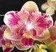 Орхідея (підліток зараз без квітів) TopDreams Phal 5020 Miki Lovely Girl (Kitty Face), квіти 5 см 1.7 (мох) - изображение 7