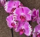 Орхідея (підліток зараз без квітів) TopDreams Phal 9618 Fangmei Pink Pearl квіти 10.5 см,1.7 (мох) - изображение 3