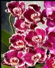 Орхідея (підліток зараз без квітів) TopDreams Phal 5785 Knight Rider (Happy Butterfly) схильність до мутації метелика, але не 100% 1.7 (мох) - изображение 8