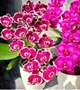 Орхідея (підліток зараз без квітів) TopDreams Phal 5785 Knight Rider (Happy Butterfly) схильність до мутації метелика, але не 100% 1.7 (мох) - изображение 9