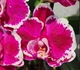 Орхідея (підліток зараз без квітів) TopDreams Phal 5785 Knight Rider (Happy Butterfly) схильність до мутації метелика, але не 100% 1.7 (мох) - изображение 10