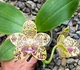 Орхідея (підліток зараз без квітів) TopDreams Phal 6237 Gigantea Pearl ароматні воскові квіти 5 см в розмірі 1.7 (мох) - изображение 1