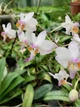 Орхідея (підліток зараз без квітів) TopDreams Phal 0917-3 Doritis pulcherrima var. buyssoniana в розмірі 1.7 (мох) - изображение 3