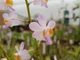 Орхідея (підліток зараз без квітів) TopDreams Phal 0917-3 Doritis pulcherrima var. buyssoniana в розмірі 1.7 (мох) - изображение 4