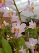 Орхідея (підліток зараз без квітів) TopDreams Phal 0917-3 Doritis pulcherrima var. buyssoniana в розмірі 1.7 (мох) - изображение 5