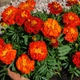 Насіння Чорнобривці 'Carmen' , Tagetes patula nana 10 шт/уп - зображення 2