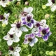 Насіння Нігелла папіллоза 'Delft Blue', Nigella papillosa 5 шт/уп - зображення 3