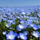 Насіння Немофіла 'Baby Blue Eyes', Nemophila menziesii 10 шт/уп - зображення 3