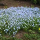 Насіння Немофіла 'Baby Blue Eyes', Nemophila menziesii 10 шт/уп - зображення 4