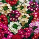 Семена Вербена "Color Mix", Verbena hybrida 10 шт/уп - изображение 4