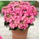Гортензия крупнолистная "Tiffany Pink декоративные кусты для сада, саженцы, цветы многолетние, деревья - изображение 1