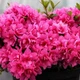 Азалія японська Меліна (Azalea japonica Melina) - зображення 1