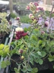 Аквилегия Winky Double Red & White (Aquilegia vulgaris) — водосбор махровый, контейнер Р9 - изображение 3