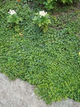 Вербейник монетчатий «Aurea» (Lysimachia nummularia 'Aurea') Р12 - зображення 2