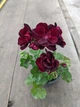 Плющелистная (ампельная) пеларгония Moonflair Burgundy, саженец в 100-граммовом стаканчике - изображение 1