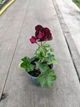 Плющелистная (ампельная) пеларгония Moonflair Burgundy, саженец в 100-граммовом стаканчике - изображение 2