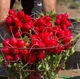Семена редиса Аутелла F1 2г - изображение 2